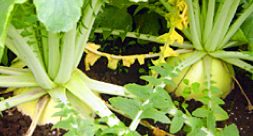 こだわりの素材、こだわりの育て方